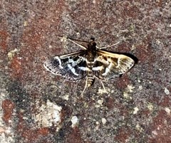 Diasemiodes janassialis