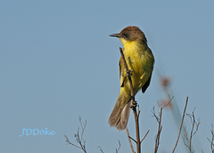Pseudocolopteryx flaviventris