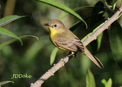 Pseudocolopteryx dinelliana