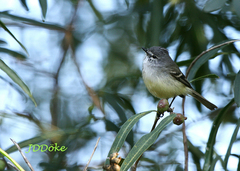 Serpophaga griseicapilla