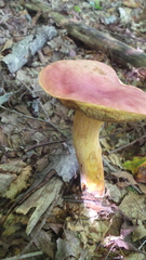 Boletus miniato-olivaceus