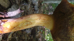 Boletus miniato-olivaceus