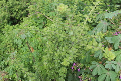 Pereskiopsis diguetii