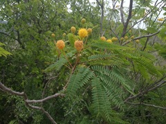 Leucaena greggii