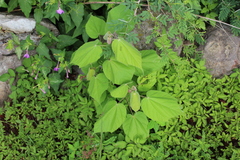 Heliocarpus terebinthinaceus