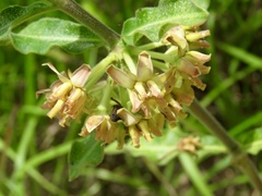 Asclepias obovata