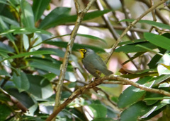 Geothlypis formosa
