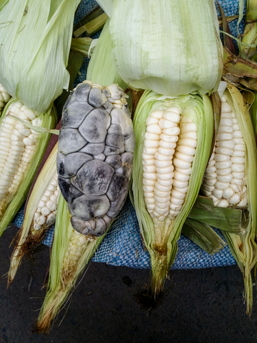 Corn Smut