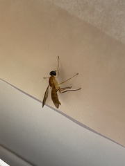 Ptecticus trivittatus