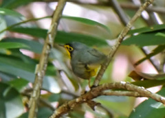 Geothlypis formosa