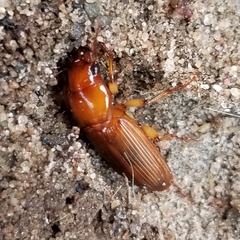 Harpalus erraticus