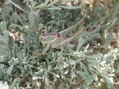 Idiostatus hermannii