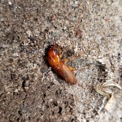 Harpalus erraticus