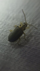 Xanthogaleruca luteola