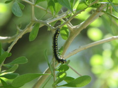 Loxostege albiceralis