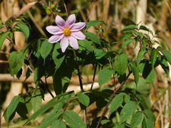 Dahlia apiculata