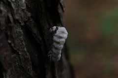 Entomophthorales