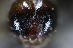 Entomophthorales