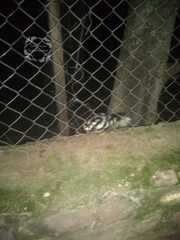 Spilogale angustifrons