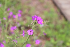 Mirabilis viscosa