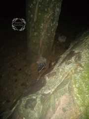 Spilogale angustifrons