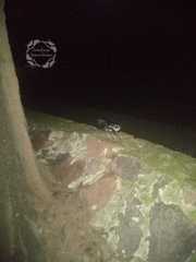 Spilogale angustifrons