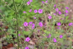 Mirabilis viscosa
