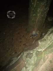 Spilogale angustifrons