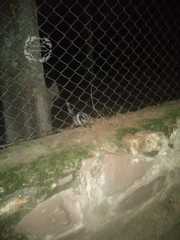 Spilogale angustifrons