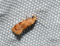 Cochylis bucera
