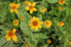 Heliopsis annua