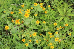 Heliopsis annua