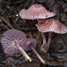 Mycena Sect. Calodontes - Photo (c) Danny Newman, some rights reserved (CC BY-NC-SA), uploaded by Danny Newman