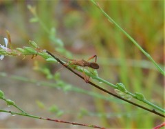 Hyalymenus longispinus