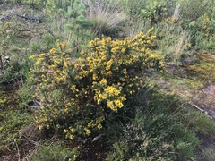 Ulex europaeus