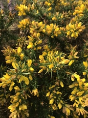 Ulex europaeus
