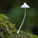 Mycena Sect. Sacchariferae - Photo (c) Danny Newman, some rights reserved (CC BY-NC-SA), uploaded by Danny Newman