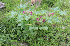 Proboscidea louisianica fragrans