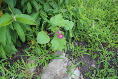 Proboscidea louisianica fragrans