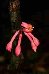 Passiflora amoena