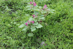 Proboscidea fragrans