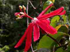 Passiflora glandulosa