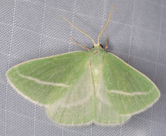 Chlorosea margaretaria