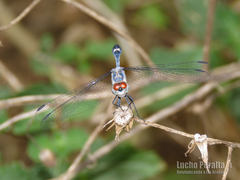 Micrathyria longifasciata