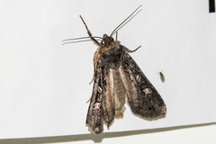 Actebia fennica