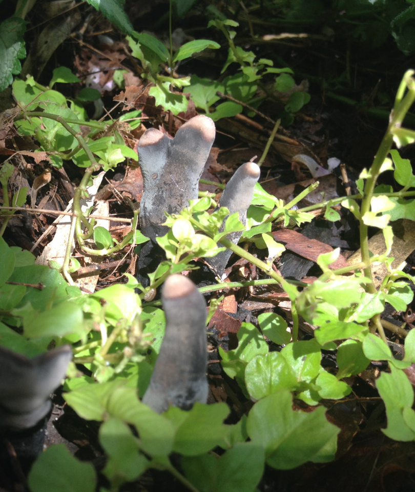 Xylaria polymorpha image