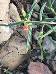 Talinum aurantiacum