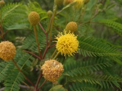 Leucaena greggii
