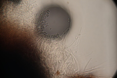 Hypocreomycetidae