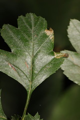 Phyllonorycter oxyacanthae